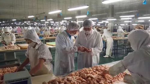 圣寵廠家 為何99%的寵物信賴他們的產品？